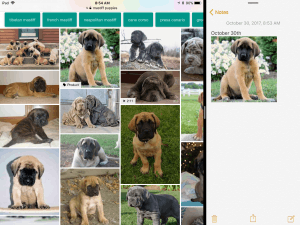 Split screen view of image search and Notes app.