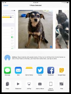 Image of screen with AirDrop option to send a photo.
