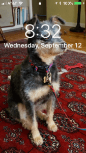 Image of a dog on an iPhone home screen