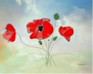 eye gaze art of three red poppies on a pale green and blue background